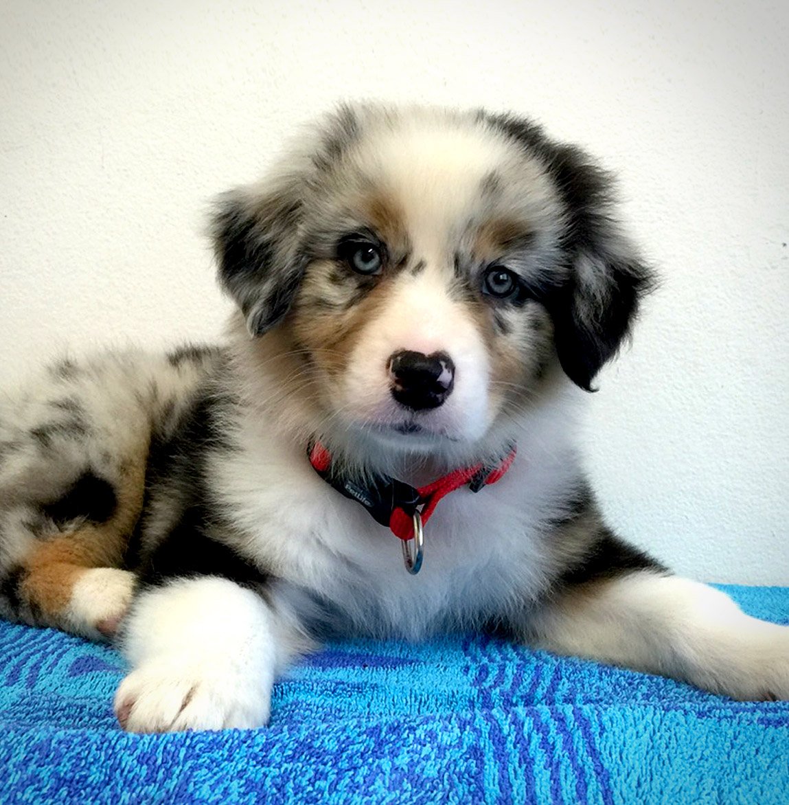 puppy