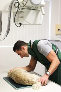 Dr. Michael Demertze performing an x-ray in one of our consultation rooms