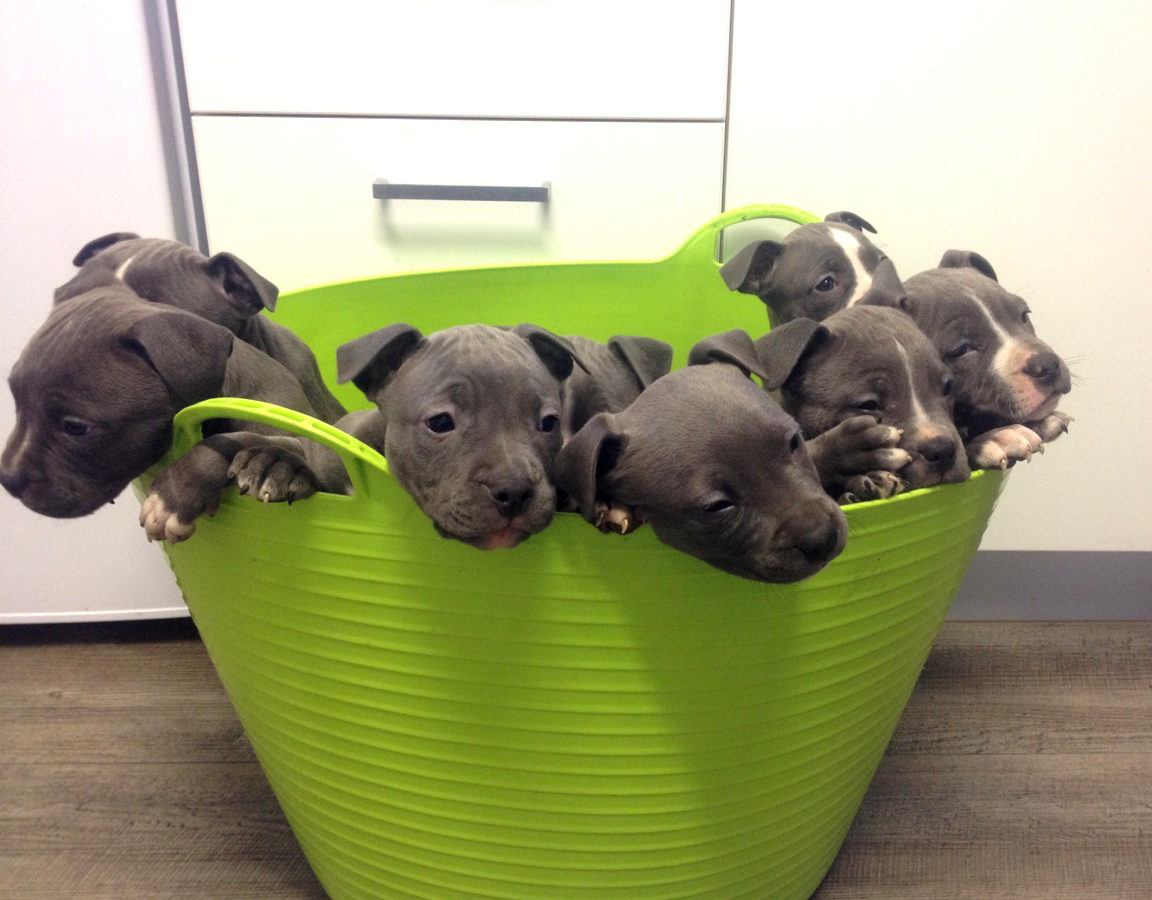 Caring for your Puppy