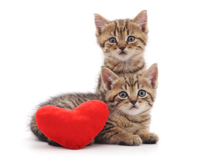 Caring for your Kitten