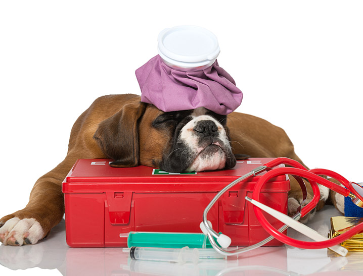 When to see a vet