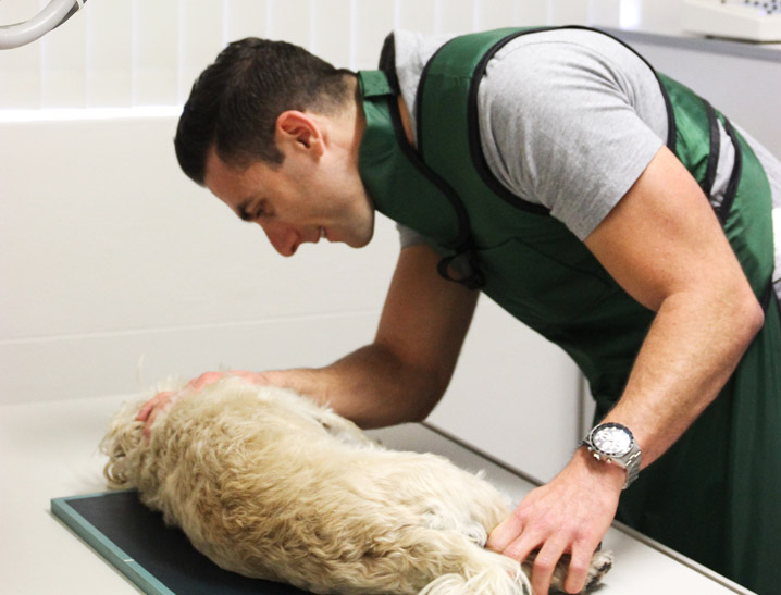 How do I choose the best vet for my pet?
