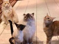 What I should think about before owning a cat or kitten?
